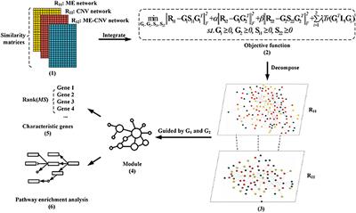 NMFNA: A Non-negative Matrix Factorization Network Analysis Method for Identifying Modules and Characteristic Genes of Pancreatic Cancer